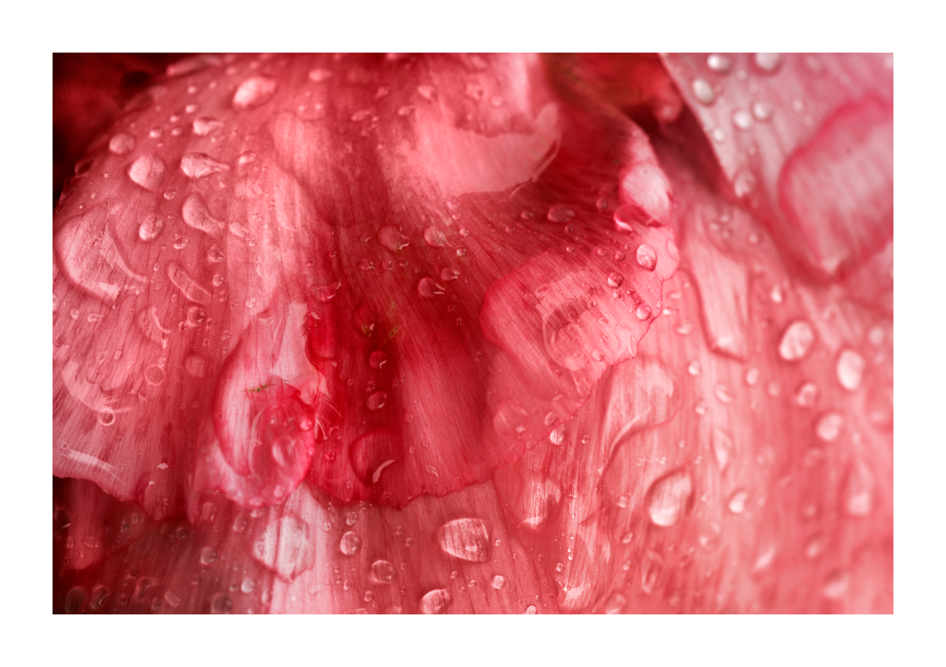 Chaleco - Habit de lumière